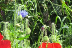 1-Hidden-Garden-017