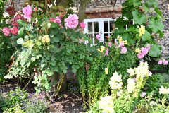 2-Hollyhocks-002