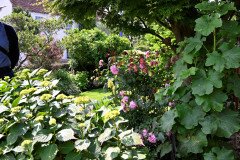 2-Hollyhocks-004