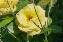 GARDEN-15-B-by-Andrew-Kendon