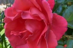 GARDEN-17-N-by-Andrew-Kendon