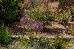 IMG_5515-garden-11