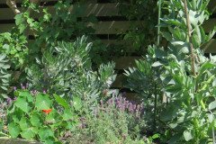 Selsey-Open-Gardens-20-Helen-Burton-2