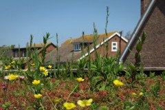 Selsey-Open-Gardens-20-Helen-Burton-4