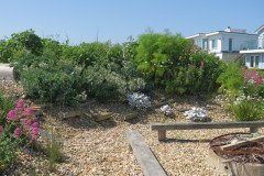 Selsey-Open-Gardens-20-Helen-Burton-7