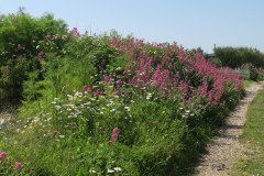 Selsey-Open-Gardens-20-Helen-Burton-8