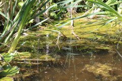 hidden-garden-8